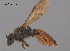  (Leioproctus sp. W13 - SAMA 32-37708)  @11 [ ] CreativeCommons Attribution NonCommercial ShareAlike (2025) Remko Leijs South Australian Museum