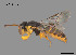  (Callohesma sp. W54 - SAMA 32-37738)  @11 [ ] CreativeCommons Attribution NonCommercial ShareAlike (2025) Remko Leijs South Australian Museum