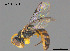  (Euhesma sp. W67 - SAMA 32-37745)  @11 [ ] CreativeCommons Attribution NonCommercial ShareAlike (2024) Remko Leijs South Australian Museum