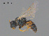  (Lipotriches cf. flavoviridis - SAMA 32-37752)  @11 [ ] CreativeCommons Attribution NonCommercial ShareAlike (2025) Remko Leijs South Australian Museum