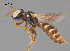  (Exoneurella cf. eremophila - SAMA 32-38426)  @11 [ ] CreativeCommons Attribution NonCommercial ShareAlike (2025) Remko Leijs South Australian Museum