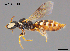  (Exoneurella eremophila - SAMA 32-39613)  @11 [ ] CreativeCommons Attribution NonCommercial ShareAlike (2025) Remko Leijs South Australian Museum