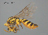  (Callohesma calliopsella - SAMA 32-39934)  @11 [ ] CreativeCommons Attribution NonCommercial ShareAlike (2025) Remko Leijs South Australian Museum