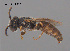  (Euhesma sp. CR1 - SAMA 32-40031)  @11 [ ] CreativeCommons Attribution NonCommercial ShareAlike (2025) Remko Leijs South Australian Museum