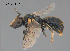  (Braunsapis simillima - SAMA 32-40472)  @11 [ ] CreativeCommons Attribution NonCommercial ShareAlike (2025) Remko Leijs South Australian Museum