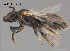  (Braunsapis plebeia - SAMA 32-40480)  @11 [ ] CreativeCommons Attribution NonCommercial ShareAlike (2025) Remko Leijs South Australian Museum