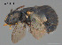 (Braunsapis albomaculata - SAMA 32-40484)  @11 [ ] CreativeCommons Attribution NonCommercial ShareAlike (2024) Remko Leijs South Australian Museum