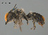  (Megachile sp. W6 - SAMA 32-40533)  @11 [ ] CreativeCommons Attribution NonCommercial ShareAlike (2024) Remko Leijs South Australian Museum