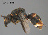  (Hyleoides bivulnerata - SAMA 32-40613)  @11 [ ] CreativeCommons Attribution NonCommercial ShareAlike (2024) Remko Leijs South Australian Museum