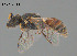  (Hylaeus sp. CH40 - SAMA 32-40819)  @11 [ ] CreativeCommons Attribution NonCommercial ShareAlike (2024) Remko Leijs South Australian Museum