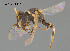  (Hylaeus sp. CH41 - SAMA 32-40821)  @11 [ ] CreativeCommons Attribution NonCommercial ShareAlike (2024) Remko Leijs South Australian Museum