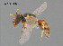  (Hylaeus sp. CH47 - SAMA 32-40822)  @11 [ ] CreativeCommons Attribution NonCommercial ShareAlike (2024) Remko Leijs South Australian Museum