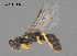  (Hylaeus sp. CH45 - SAMA 32-40824)  @11 [ ] CreativeCommons Attribution NonCommercial ShareAlike (2024) Remko Leijs South Australian Museum
