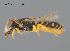  ( - CCDB-12240-A9)  @11 [ ] CreativeCommons Attribution NonCommercial ShareAlike (2025) Remko Leijs South Australian Museum