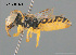  ( - CCDB-12240-A8)  @11 [ ] CreativeCommons Attribution NonCommercial ShareAlike (2025) Remko Leijs South Australian Museum