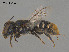  (Megachile sp. QKRL08 - SAMA 32-37425)  @11 [ ] CreativeCommons Attribution NonCommercial ShareAlike (2024) Remko Leijs South Australian Museum
