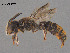  (Megachile sp. W4 - SAMA 32-40529)  @11 [ ] CreativeCommons Attribution NonCommercial ShareAlike (2024) Remko Leijs South Australian Museum