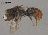  (Megachile sp. W10 - SAMA 32-40536)  @11 [ ] CreativeCommons Attribution NonCommercial ShareAlike (2024) Remko Leijs South Australian Museum