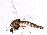  (Procladius paludicola - BIOUG02341-A10)  @13 [ ] CreativeCommons - Attribution (2013) CBG Photography Group Centre for Biodiversity Genomics