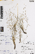  (Festuca benthamiana - iAF67_bent779)  @11 [ ] CreativeCommons - Attribution Non-Commercial Share-Alike (2014) Hele Vonow State Herbarium of South Australia, PO Box 2732, Kent Town, South Australia 5071, Australia