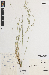  ( - iAF66_bent100)  @11 [ ] CreativeCommons - Attribution Non-Commercial Share-Alike (2014) Hele Vonow State Herbarium of South Australia, PO Box 2732, Kent Town, South Australia 5071, Australia