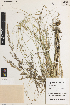  ( - iAH83_serp017)  @11 [ ] CreativeCommons - Attribution Non-Commercial Share-Alike (2014) Brendan Lepschi Australian National Herbarium, GPO Box 1600, Canberra, A.C.T. 2601, Australia