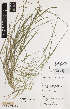  ( - iAE53_hothp076)  @11 [ ] CreativeCommons - Attribution Non-Commercial Share-Alike (2014) Josephine Milne National Herbarium of Victoria, Royal Botanic Gardens Melbourne, Private Bag 2000, South Yarra, Victoria 3141, Australia