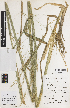  ( - iAH13_dive497)  @11 [ ] CreativeCommons - Attribution Non-Commercial Share-Alike (2014) Josephine Milne National Herbarium of Victoria, Royal Botanic Gardens Melbourne, Private Bag 2000, South Yarra, Victoria 3141, Australia