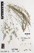  ( - iAG34_meio917)  @11 [ ] CreativeCommons - Attribution Non-Commercial Share-Alike (2014) Josephine Milne National Herbarium of Victoria, Royal Botanic Gardens Melbourne, Private Bag 2000, South Yarra, Victoria 3141, Australia