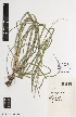  ( - iAH27_hook511)  @11 [ ] CreativeCommons - Attribution Non-Commercial Share-Alike (2014) Josephine Milne National Herbarium of Victoria, Royal Botanic Gardens Melbourne, Private Bag 2000, South Yarra, Victoria 3141, Australia