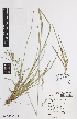  ( - iAH28_hook767)  @11 [ ] CreativeCommons - Attribution Non-Commercial Share-Alike (2014) Josephine Milne National Herbarium of Victoria, Royal Botanic Gardens Melbourne, Private Bag 2000, South Yarra, Victoria 3141, Australia