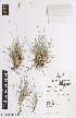  ( - iAG56_fawc935)  @11 [ ] CreativeCommons - Attribution Non-Commercial Share-Alike (2014) Josephine Milne National Herbarium of Victoria, Royal Botanic Gardens Melbourne, Private Bag 2000, South Yarra, Victoria 3141, Australia