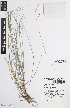  ( - iAE42_labl939)  @11 [ ] CreativeCommons - Attribution Non-Commercial Share-Alike (2014) Josephine Milne National Herbarium of Victoria, Royal Botanic Gardens Melbourne, Private Bag 2000, South Yarra, Victoria 3141, Australia