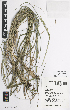  (Festuca muelleri - iAH22_muel372)  @11 [ ] CreativeCommons - Attribution Non-Commercial Share-Alike (2014) Josephine Milne National Herbarium of Victoria, Royal Botanic Gardens Melbourne, Private Bag 2000, South Yarra, Victoria 3141, Australia