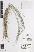  ( - iAE48_siebc389)  @11 [ ] CreativeCommons - Attribution Non-Commercial Share-Alike (2014) Josephine Milne National Herbarium of Victoria, Royal Botanic Gardens Melbourne, Private Bag 2000, South Yarra, Victoria 3141, Australia