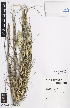  ( - iAG63_bill022)  @11 [ ] CreativeCommons - Attribution Non-Commercial Share-Alike (2014) Josephine Milne National Herbarium of Victoria, Royal Botanic Gardens Melbourne, Private Bag 2000, South Yarra, Victoria 3141, Australia