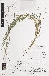  ( - iAE24_affi570)  @11 [ ] CreativeCommons - Attribution Non-Commercial Share-Alike (2014) Josephine Milne National Herbarium of Victoria, Royal Botanic Gardens Melbourne, Private Bag 2000, South Yarra, Victoria 3141, Australia
