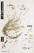  ( - iAG16_fawc436)  @11 [ ] CreativeCommons - Attribution Non-Commercial Share-Alike (2014) Josephine Milne National Herbarium of Victoria, Royal Botanic Gardens Melbourne, Private Bag 2000, South Yarra, Victoria 3141, Australia