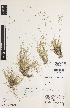 ( - iAG22_gunn044)  @11 [ ] CreativeCommons - Attribution Non-Commercial Share-Alike (2014) Josephine Milne National Herbarium of Victoria, Royal Botanic Gardens Melbourne, Private Bag 2000, South Yarra, Victoria 3141, Australia