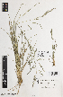  (Poa crassicaudex - iAE26_cras214)  @11 [ ] CreativeCommons - Attribution Non-Commercial Share-Alike (2014) Josephine Milne National Herbarium of Victoria, Royal Botanic Gardens Melbourne, Private Bag 2000, South Yarra, Victoria 3141, Australia