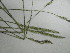  (Deyeuxia densa - iB32)  @11 [ ] Unspecified (default): All Rights Reserved  Unspecified Unspecified
