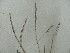  (Digitaria coenicola - iB74)  @11 [ ] Unspecified (default): All Rights Reserved  Unspecified Unspecified
