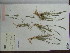  (Enneapogon cylindricus - iC01)  @11 [ ] Unspecified (default): All Rights Reserved  Unspecified Unspecified