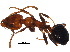  (Froggattella - BIOUG15817-D03)  @14 [ ] CreativeCommons - Attribution (2015) CBG Photography Group Centre for Biodiversity Genomics