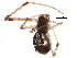  (Theridion pyramidale - BIOUG15925-D05)  @14 [ ] CreativeCommons - Attribution (2015) CBG Photography Group Centre for Biodiversity Genomics