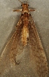  ( - JMH764)  @11 [ ] Unspecified (default): All Rights Reserved  Unspecified Unspecified