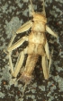  ( - JMH901)  @11 [ ] Unspecified (default): All Rights Reserved  Unspecified Unspecified