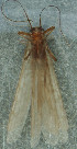  (Dinotoperla uniformis - JMH1121)  @12 [ ] CreativeCommons - Attribution Non-Commercial  Unspecified La Trobe University
