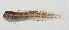  ( - AUST-296)  @11 [ ] CreativeCommons  Attribution Non-Commercial (by-nc) (2013) Unspecified Smithsonian Institution National Museum of Natural History
