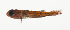  ( - AUST-064)  @11 [ ] CreativeCommons  Attribution Non-Commercial (by-nc) (2013) Unspecified Smithsonian Institution National Museum of Natural History